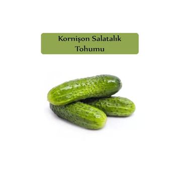 Zencefil Organik 5x300 Adet Turşuluk Salatalık Tohumu