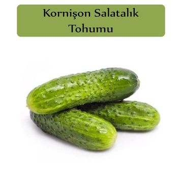 Zencefil Organik 5x300 Adet Turşuluk Salatalık Tohumu