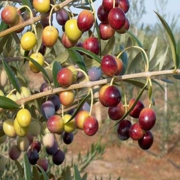Zenfidan 2 Yaş Arbequina Zeytin Tüplü Fidan