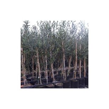 Zenfidan 2 Yaş Arbequina Zeytin Tüplü Fidan