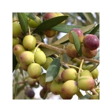 Zenfidan 2 Yaş Arbequina Zeytin Tüplü Fidan