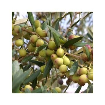 Zenfidan 2 Yaş Arbequina Zeytin Tüplü Fidan