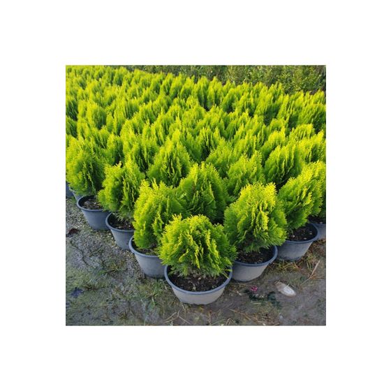 Rüzgarbotanik 40-60 cm Yeşil Top Mazı Fidanı Fiyatları