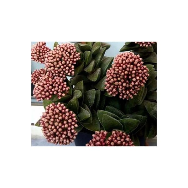 Crassula Springtime Katmer Çiçekli 5.5 cm Saksıda Sukulent