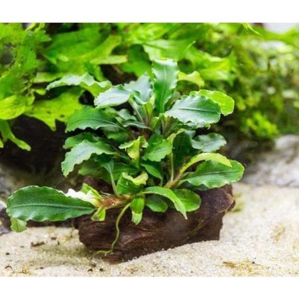 Bucephalandra Green Way Saksı Canlı Bitki