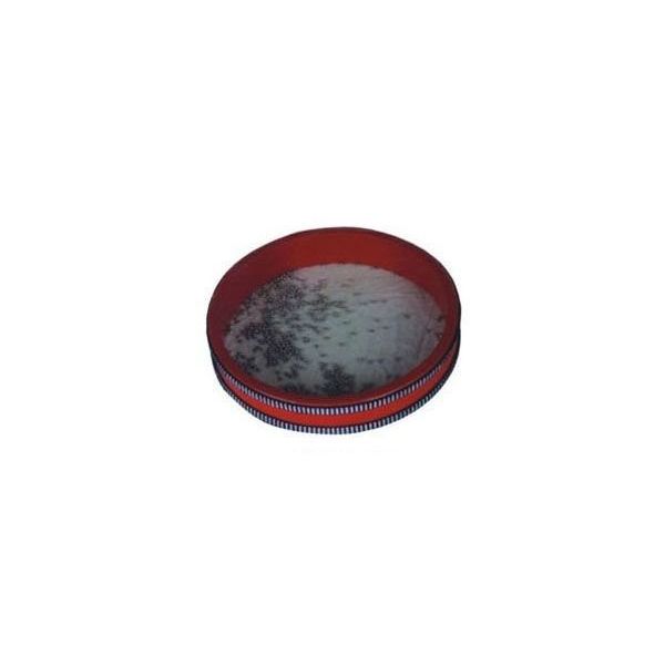 Cox Flt-H25a Ocean Drum