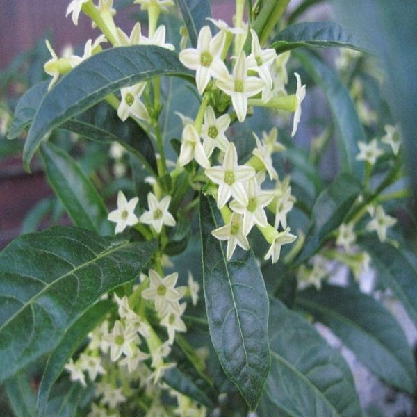 Tüplü Aromatik Melissa Parfüm Çiçeği Fidanı