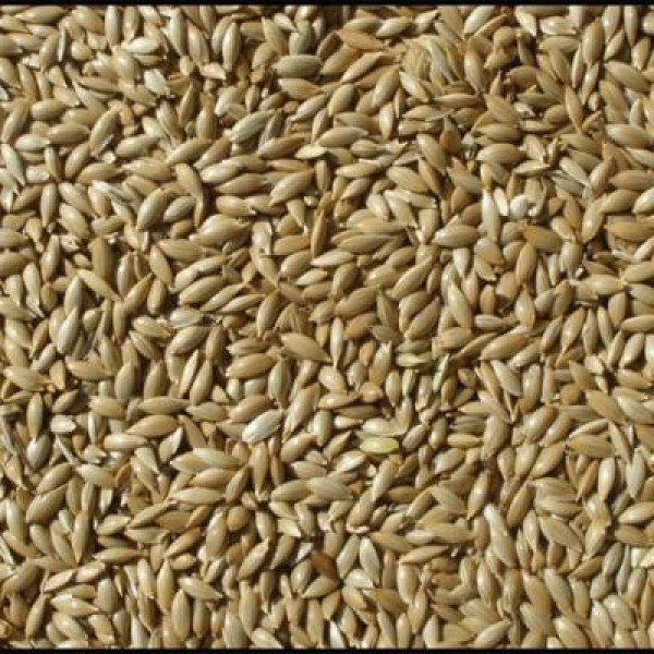 Badem Akvaryum 10 kg Aspur Sade Açık Kanarya Yemi