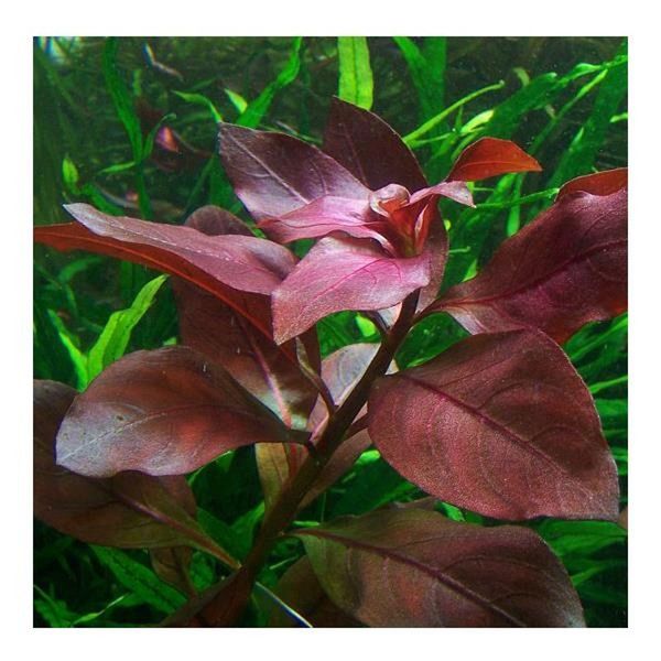 Ludwigia Repens Rubin Saksı Canlı Bitki