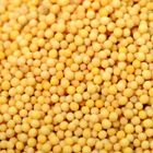 250 gr Sarı Hardal Tohumu