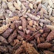500 gr Yeni Mahsül Karabaş Otu