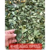 Aktar Marka 50 gr Huş Ağacı Yaprağı