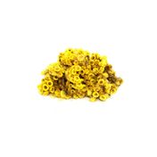 Aktarzane 500 gr Altınotu Altınbaşak Otu
