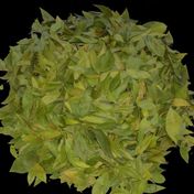 Ayvalık Baharat 200 gr Mersin Yaprağı
