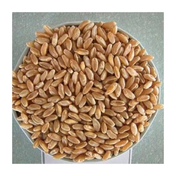 Gluno 200 gr Karabuğdaylı Arpa Şehriye