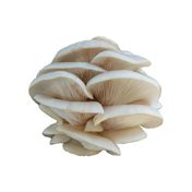 İstiridye Mantarı