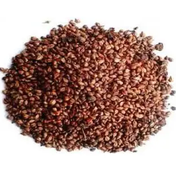 Lokman Aktar 250 gr Tane Siyah Üzüm Çekirdeği