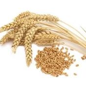 Orgagen Ambarı Organik 500 gr Aşurelik Buğday