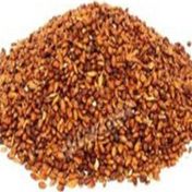 Pavrika 100 gr Süpürge Tohumu