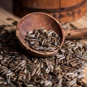 Ticaret Denizi 1.35 kg İri Boy Elek Üstü İnegöl Yerli Kavrulmuş Tuzsuz Dakota Siyah Ay Çekirdeği