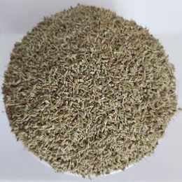 10 kg Anason Tohumu