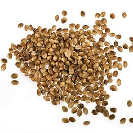 100 gr Kendir Tohumu