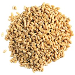 5 kg Yerli Buğday