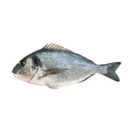 600-800 gr Çipura