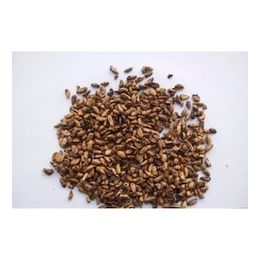 Aktar Store 100 gr Nar Çekirdeği