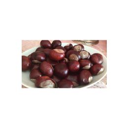 Aktar Store 50 gr At Kestanesi