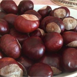 Aktar Store 50 gr At Kestanesi