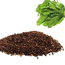 Aktarzane 30 gr Roka Tohumu