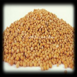 Aktarzane 500 gr Sarı Hardal Tohumu