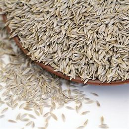 Ayvalık Baharat 100 gr Kıvırcık Tohumu