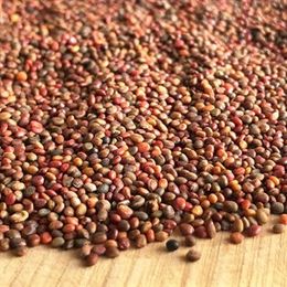 Ayvalık Baharat 100 gr Roka Tohumu