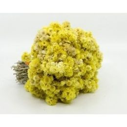 Ayvalık Baharat 50 gr Altın Otu