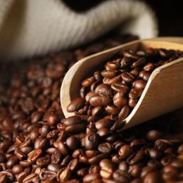 Ayvalık Baharat 500 gr Öğütülmemiş Çekirdek Tane Türk Kahvesi