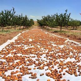 Bizim Yöre 1 kg Jumbo İri Gün Kurusu Kayısı