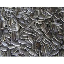 Canlar 1 kg Çekirdek