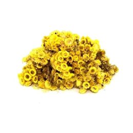 Derya Eren 250 gr Altın Otu