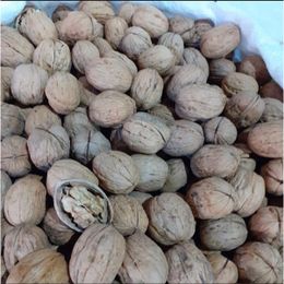 Dilek Kuruyemiş 5 kg Kabuklu Ceviz