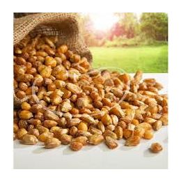 Dilek Kuruyemiş 500 gr Mısır Kavurgası
