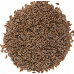 Dökme Tohumlar 100 gr Karnıyarık Tohumu