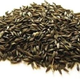 Dökme Tohumlar 100 gr Kıvırcık Marul Tohumu