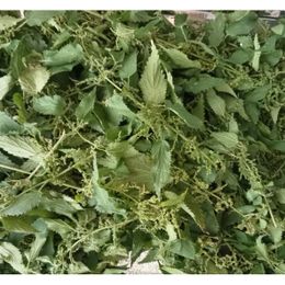Ekstra 50 gr Yerli Erkek Isırgan Tohumu Ve Yaprağı