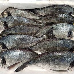 Fish Fish 600 gr Temizlenmiş Donuk Çipura