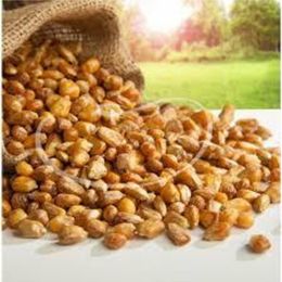Gaziantep Pazarı 1 kg Mısır Kavurgası