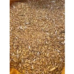 Gülen Market 750 gr Kara Kılçık Atalık Tohum Buğday