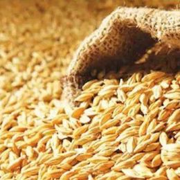 İpek Değirmen 15 kg Soyulmuş Kabuksuz Arpa