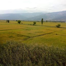 Kargı 10 kg Meşhur Kargı Pirinci